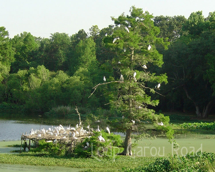 Spring Egrets